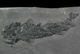 Devonian Lobed-Fin Fish (Osteolepis) pos/neg - Scotland #98051-3